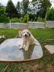 Small Photo #1 Great Pyrenees Puppy For Sale in FLINTVILLE, TN, USA