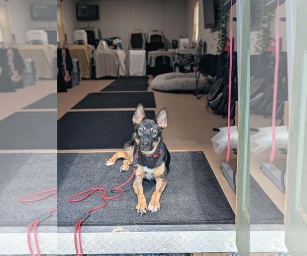 Medium Photo #5 Mutt Puppy For Sale in Catasauqua, PA, USA