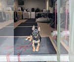 Small #4 Mutt