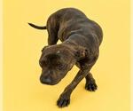 Small #1 Mutt