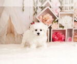 Small Photo #12 Bichon Frise Puppy For Sale in WARSAW, IN, USA