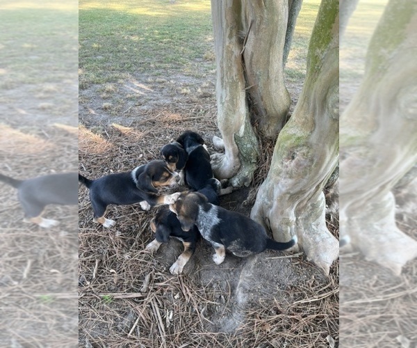 Medium Photo #4 Bluetick Beagle Puppy For Sale in TARBORO, NC, USA