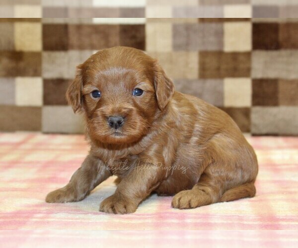 Medium Photo #3 Cavapoo (Miniature) Puppy For Sale in DENVER, PA, USA
