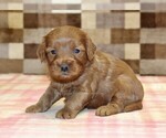 Small #2 Cavapoo (Miniature)