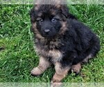 Small #2 German Shepherd Dog