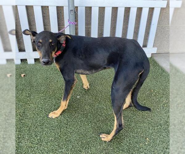 Medium Photo #1 Doberman Pinscher-Unknown Mix Puppy For Sale in Modesto, CA, USA