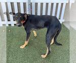 Small Doberman Pinscher Mix