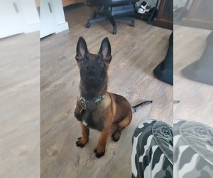 Belgian Malinois Puppy for sale in NEW YORK, NY, USA