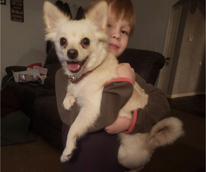 Mother of the Pomeranian puppies born on 12/07/2022