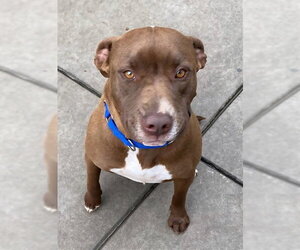 Mutt Dogs for adoption in Sacramento, CA, USA