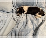 Small Photo #39 Schweenie Puppy For Sale in DOTHAN, AL, USA