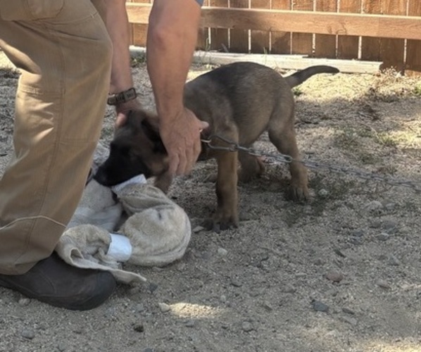Medium Photo #4 Dutch Shepherd Dog-German Shepherd Dog Mix Puppy For Sale in SHERIDAN, WY, USA