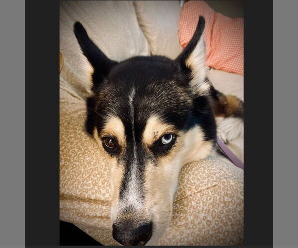 Medium Photo #6 Siberian Husky-Unknown Mix Puppy For Sale in Fargo, ND, USA