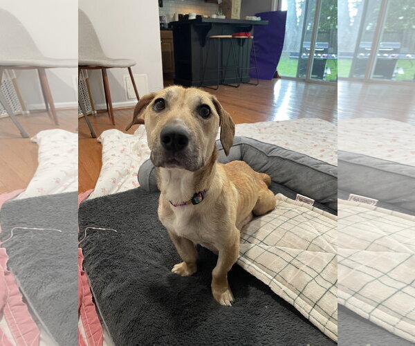 Medium Photo #10 Labrador Retriever-Unknown Mix Puppy For Sale in Derwood, MD, USA