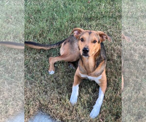 Medium Photo #2 German Shepherd Dog-Unknown Mix Puppy For Sale in Rockwall, TX, USA