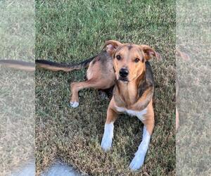 Leo - Male German Shepherd Dog-Unknown Mix Dog for Adoption - Photo #2
