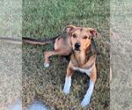 Small Photo #2 German Shepherd Dog-Unknown Mix Puppy For Sale in Rockwall, TX, USA