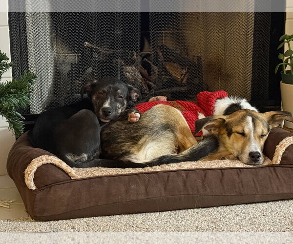 Medium Photo #9 Borador Puppy For Sale in Gilberts, IL, USA