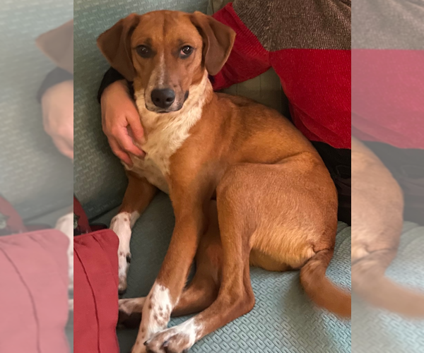 Medium Photo #20 Mutt Puppy For Sale in Silver Spring, MD, USA