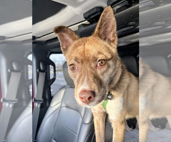 Medium Photo #6 Australian Kelpie-Unknown Mix Puppy For Sale in Rockaway, NJ, USA