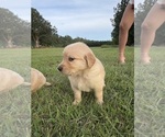 Small Photo #4 Golden Retriever Puppy For Sale in ERNUL, NC, USA