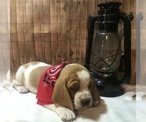 Basset Hound Puppy for sale in SPRING BRANCH, TX, USA