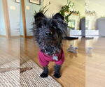 Small #2 Poodle (Miniature) Mix
