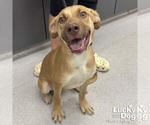 Retriever -Unknown Mix Dogs for adoption in Washington, DC, USA