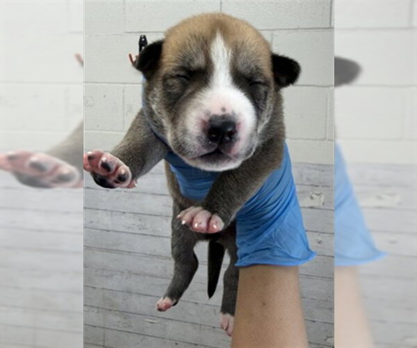 Medium Photo #2 Mutt Puppy For Sale in San Bernardino, CA, USA