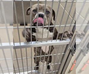 Mutt Dogs for adoption in Decatur, IL, USA