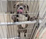 TITAN - Male Mutt Dog for Adoption - Small photo