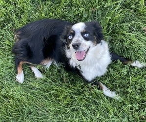 Mother of the Miniature Australian Shepherd puppies born on 05/27/2025