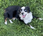 Small Photo #1 Miniature Australian Shepherd Puppy For Sale in ELK GROVE, CA, USA