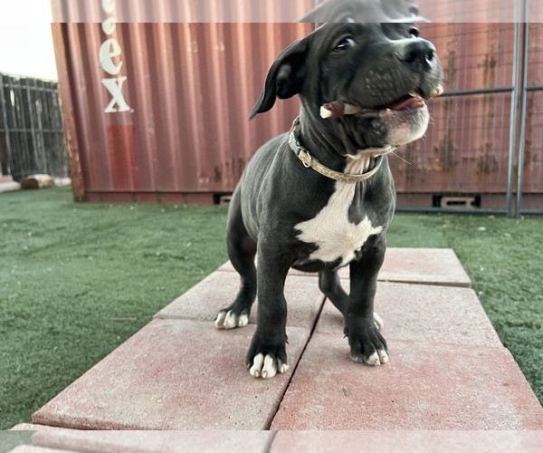 Medium Photo #15 American Bully-American Pit Bull Terrier Mix Puppy For Sale in PHOENIX, AZ, USA