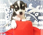 Small Photo #3 Chihuahua Puppy For Sale in GROVESPRING, MO, USA