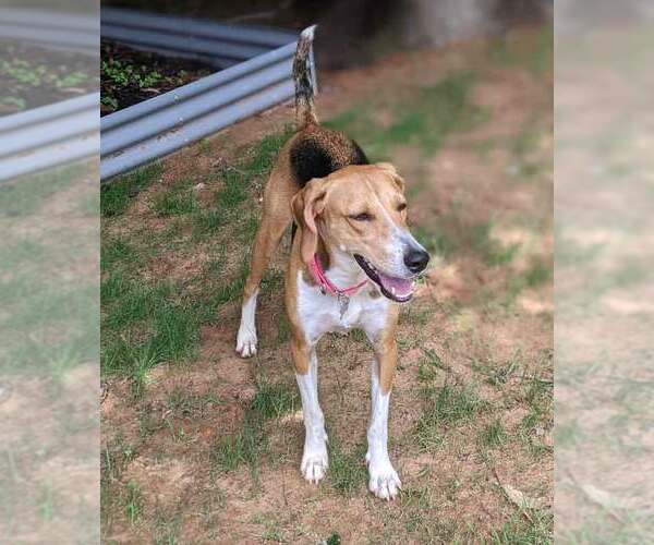 Medium Photo #8 Treeing Walker Coonhound-Unknown Mix Puppy For Sale in Kennesaw, GA, USA