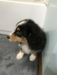 Small Photo #10 Australian Shepherd Puppy For Sale in CANTON, OH, USA
