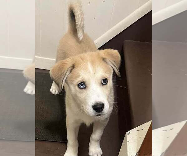 Medium Photo #6 Siberian Husky-Unknown Mix Puppy For Sale in New York, NY, USA