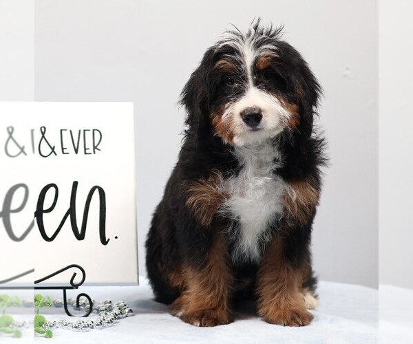 Medium Photo #1 Bernedoodle (Miniature) Puppy For Sale in LIVINGSTON, WI, USA