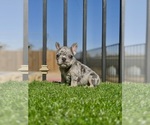 Small #6 French Bulldog