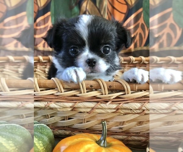 Medium Photo #1 Chihuahua Puppy For Sale in NEWVILLE, PA, USA