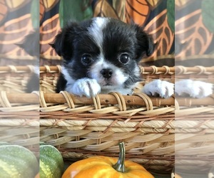 Chihuahua Puppy for sale in NEWVILLE, PA, USA