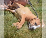 Small #9 Boxer-Bull Terrier Mix
