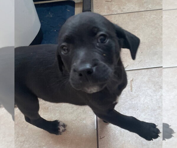 Medium Photo #3 Catahoula Leopard Dog-Unknown Mix Puppy For Sale in Tracy City, TN, USA