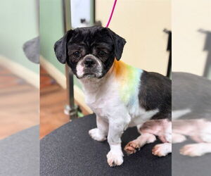 Shih Tzu Dogs for adoption in Fremont, CA, USA