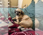 Small Lhasa Apso