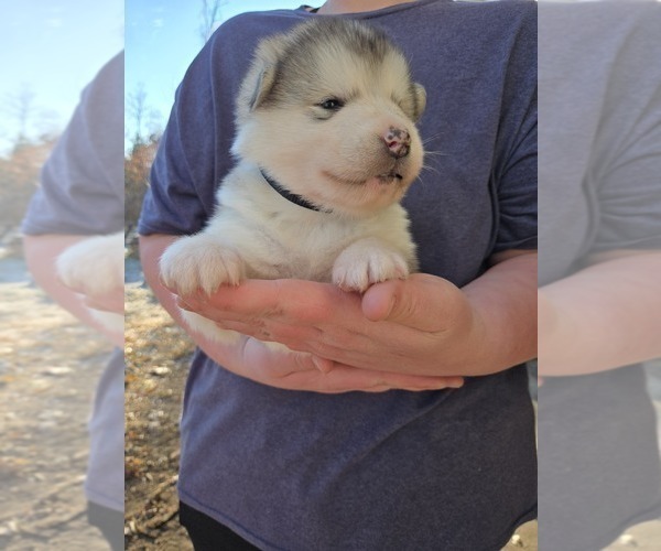 Medium Photo #6 Alaskan Malamute Puppy For Sale in CRIVITZ, WI, USA