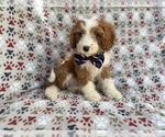 Small #8 Cavapoo (Miniature)