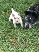Small Photo #4 Australian Cattle Dog Puppy For Sale in ODESSA, FL, USA