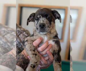 Mutt Dogs for adoption in Holly Springs, NC, USA